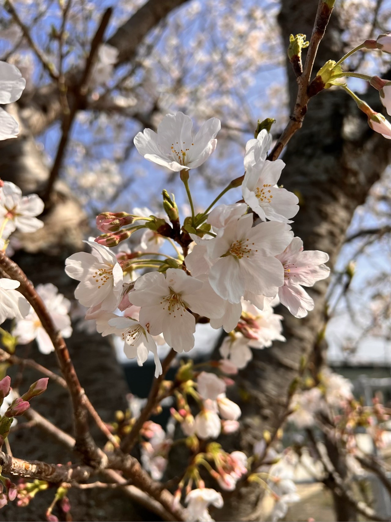 今年の桜　　　（記事はコチラ）